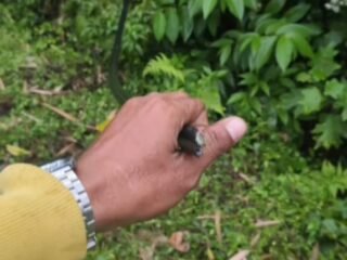 Diduga Dipotong OTK, Kabel Optik Telkomsel Putus, Akses Jaringan Aceh Tenggara Lumpuh Total