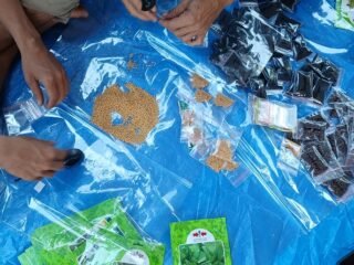 Ketahanan Pangan Warga Samar Kilang Perlahan Pulih