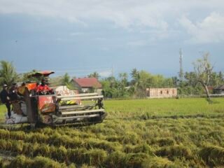 Bulog Aceh Serap 6.547 Ton Gabah untuk Perkuat Stok Beras Daerah