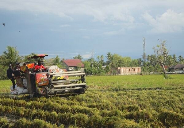 Bulog Aceh Serap 6.547 Ton Gabah untuk Perkuat Stok Beras Daerah