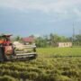 Bulog Aceh Serap 6.547 Ton Gabah untuk Perkuat Stok Beras Daerah