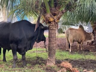 Polda Aceh Bagikan Ratusan Paket Daging Meugang kepada Masyarakat dan Awak Media