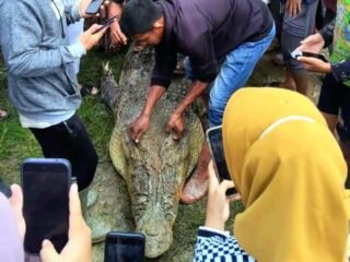 Konflik Manusia dan Buaya, Pemda Simeulue Bentuk Tim Mitigasi