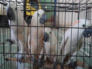 Bea Cukai Langsa Gagalkan Upaya Ekspor Ilegal Ratusan Satwa Liar Dilindungi