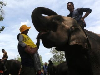 Menhut Ajak Publik Melapor Jika Masih Temukan Atraksi Gajah Tunggang