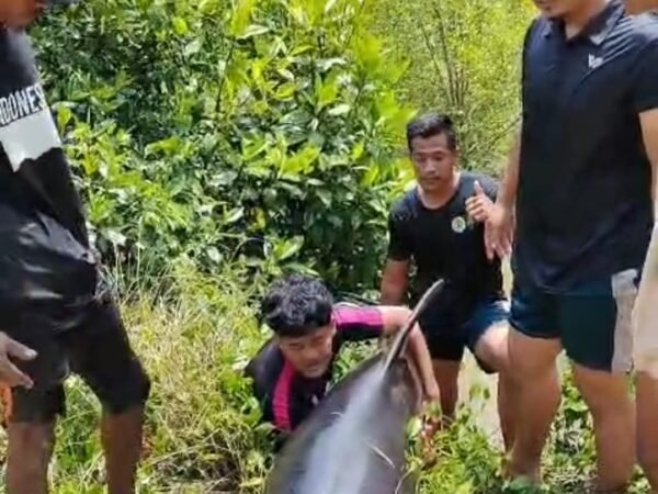 Heroik! Nelayan Aceh Tamiang 'Gendong' 2 Lumba-lumba Raksasa yang Terjebak Lumpur