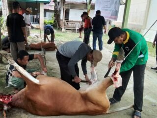 Simeulue Dapat Bantuan Sapi Meugang Hari Raya Idulfitri Dari Presiden RI