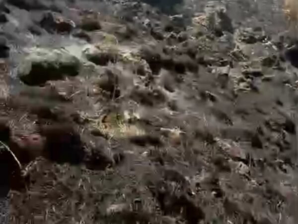 5 Hektare Lahan di Kawasan Glee Taron, Aceh Besar Hangus Terbakar