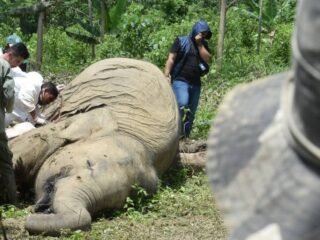 Konflik Gajah di Aceh Meningkat JGN Dorong Realisasi Aturan Turunan Qanun Satwa Liar