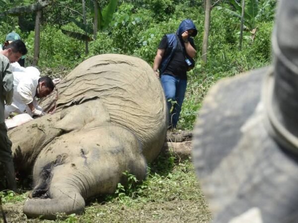 Konflik Gajah di Aceh Meningkat JGN Dorong Realisasi Aturan Turunan Qanun Satwa Liar