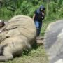 Konflik Gajah di Aceh Meningkat JGN Dorong Realisasi Aturan Turunan Qanun Satwa Liar