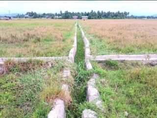 Warga Keluhkan Sawah Sudah Lima Bulan Terbengkalai Pascabencana, Pemkab Bireuen Dinilai Abai