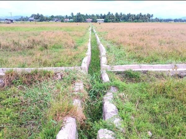 Warga Keluhkan Sawah Sudah Lima Bulan Terbengkalai Pascabencana, Pemkab Bireuen Dinilai Abai