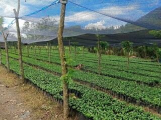 Gayo Lues Genjot Hilirisasi Kopi dan Kakao, Dorong Kesejahteraan dan PAD Daerah