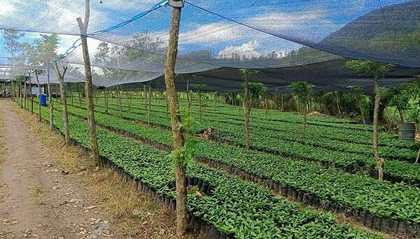 Gayo Lues Genjot Hilirisasi Kopi dan Kakao, Dorong Kesejahteraan dan PAD Daerah