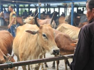 Dinas Peternakan Ingatkan Potensi Rabies Limbah Kurban