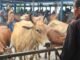 Dinas Peternakan Ingatkan Potensi Rabies Limbah Kurban