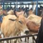 Dinas Peternakan Ingatkan Potensi Rabies Limbah Kurban