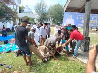 Bupati Pidie Sembelih 23 Ekor Sapi Kurban