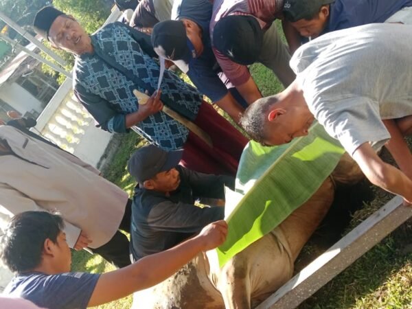 Semangat Berqurban, PT Socfindo Seunagan Salurkan Delapan Ternak Sapi untuk Desa Lingkungan Perusahaan 