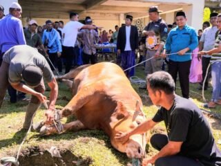 Capai 356 Ekor Hewan Kurban Idul Adha 1447 H, di Pulau Simeulue