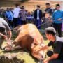Capai 356 Ekor Hewan Kurban Idul Adha 1447 H, di Pulau Simeulue