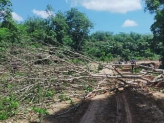 Kontrak BJB Diputusin, Warga Balee Tebang Batang Karet di Jalan