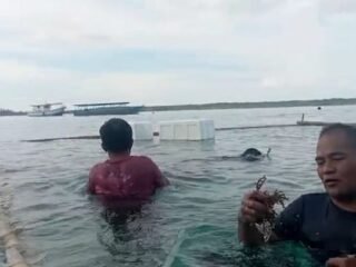 Simeulue Uji Coba Budidaya Rumput Laut Merah