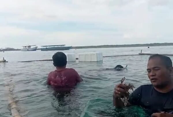 Simeulue Uji Coba Budidaya Rumput Laut Merah