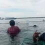 Simeulue Uji Coba Budidaya Rumput Laut Merah