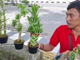 Pedagang Bonsai Asal Purwokerto Jajakan Tanaman Hias di Takengon