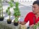 Pedagang Bonsai Asal Purwokerto Jajakan Tanaman Hias di Takengon