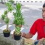 Pedagang Bonsai Asal Purwokerto Jajakan Tanaman Hias di Takengon