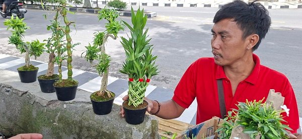 Pedagang Bonsai Asal Purwokerto Jajakan Tanaman Hias di Takengon