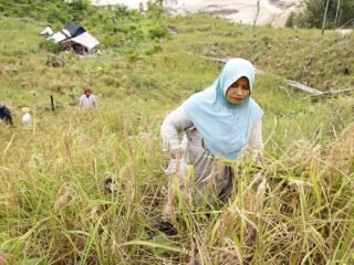 Pemerintah Aceh Percepat Pemulihan Lahan Pertanian, Ribuan Hektare Sawah Mulai Direhabilitasi