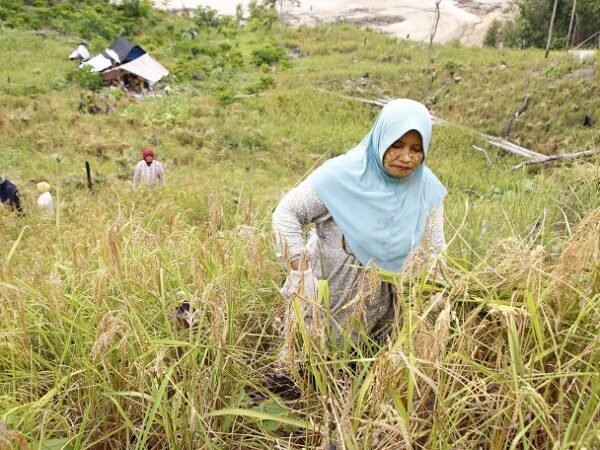 Pemerintah Aceh Percepat Pemulihan Lahan Pertanian, Ribuan Hektare Sawah Mulai Direhabilitasi