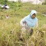 Pemerintah Aceh Percepat Pemulihan Lahan Pertanian, Ribuan Hektare Sawah Mulai Direhabilitasi