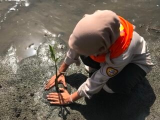 UKM PA Leuser USK Dukung Gerakan Peduli Lingkungan, Tanam 1.000 Mangrove