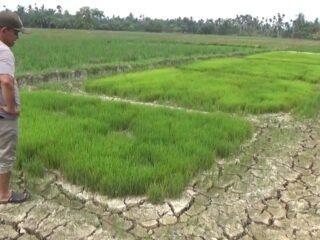 Bupati Aceh Utara Sibuk Melobi ke Jakarta, Ratusan Hektar Sawah di Cot Girek Justru Terancam Gagal Tanam