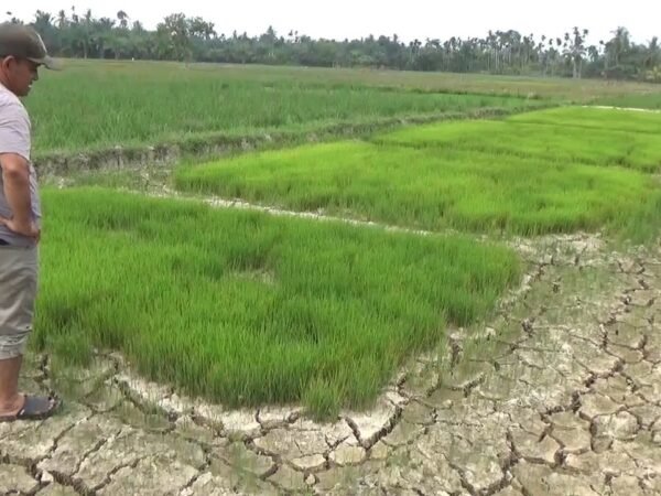 Bupati Aceh Utara Sibuk Melobi ke Jakarta, Ratusan Hektar Sawah di Cot Girek Justru Terancam Gagal Tanam