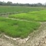 Bupati Aceh Utara Sibuk Melobi ke Jakarta, Ratusan Hektar Sawah di Cot Girek Justru Terancam Gagal Tanam