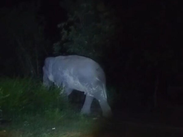 Gajah Masuk Pemukiman Warga Negeri Antara Berhamburan Keluar Rumah