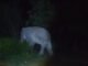 Gajah Masuk Pemukiman Warga Negeri Antara Berhamburan Keluar Rumah