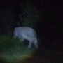 Gajah Masuk Pemukiman Warga Negeri Antara Berhamburan Keluar Rumah