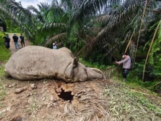 Dua Gajah Sumatera Mati Beruntun di Aceh, BKSDA Didesak Evaluasi Menyeluruh