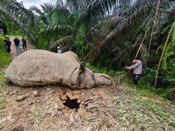 Dua Gajah Sumatera Mati Beruntun di Aceh, BKSDA Didesak Evaluasi Menyeluruh