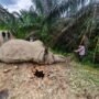 Dua Gajah Sumatera Mati Beruntun di Aceh, BKSDA Didesak Evaluasi Menyeluruh