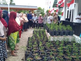 Camat Darul Imarah Serahkan Bibit Cabai Program Gerakan Ketahanan Pangan Keluarga Leu Ue