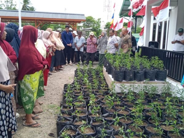 Camat Darul Imarah Serahkan Bibit Cabai Program Gerakan Ketahanan Pangan Keluarga Leu Ue