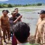 Bupati Abdya Tinjau Langsung Drainase Tersumbat